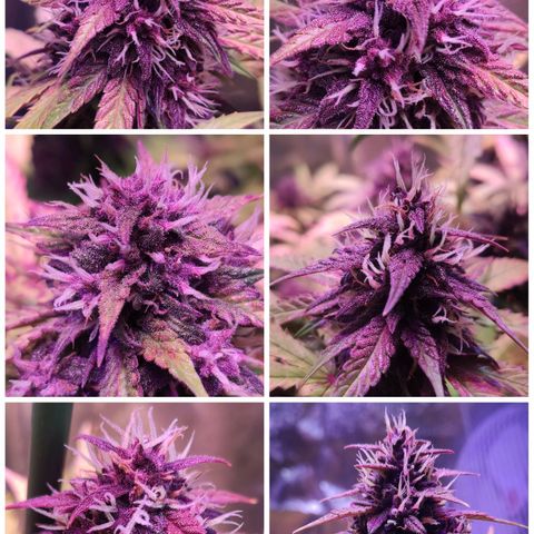 RED PURE AUTO CBD #1 growlog photo: Día 34 Semana 5 Floración. 55 Días Semana 8º desde germinación.
P.H 6,6 - 6,7. E.C. 1.95