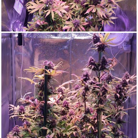 RED PURE AUTO CBD #1 growlog photo: Día 34 Semana 5 Floración. 55 Días Semana 8º desde germinación.
P.H 6,6 - 6,7. E.C. 1.95