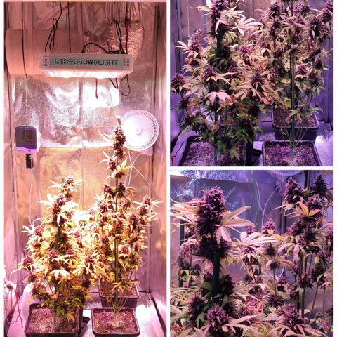 RED PURE AUTO CBD #1 growlog photo: 63 Días desde germinación. Semana 9ª desde germinación.
Temperatura - 24,9º
Humedad - 45%
Séptimo día desde el Lavado de Raíces.