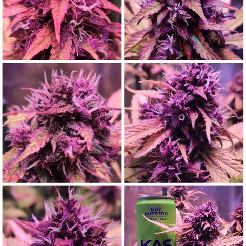 RED PURE AUTO CBD #1 growlog photo: 63 Días desde germinación. Semana 9ª desde germinación.
Temperatura - 24,9º
Humedad - 45%
Séptimo día desde el Lavado de Raíces.