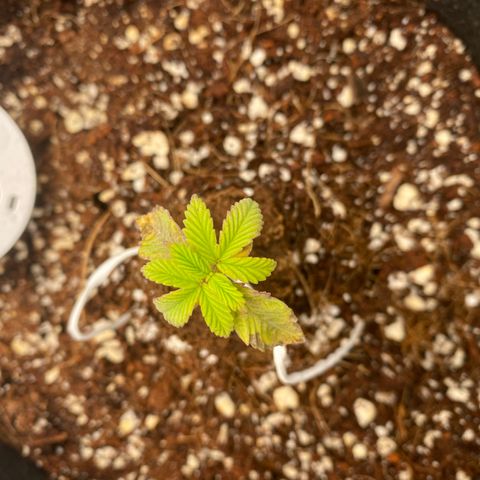 Sluricane  #2 growlog timeline photo