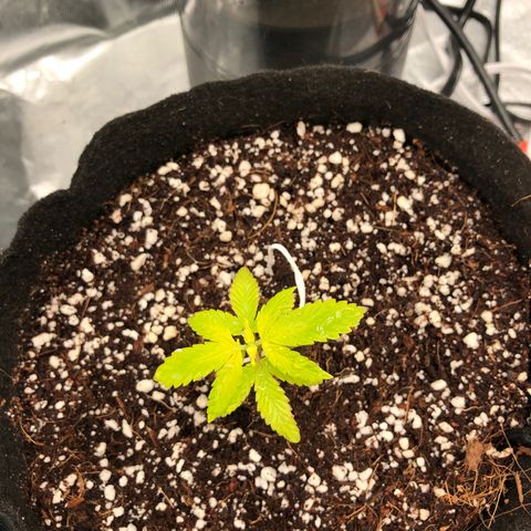 Sluricane  #2 growlog timeline photo