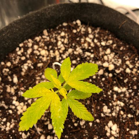 Sluricane  #2 growlog timeline photo