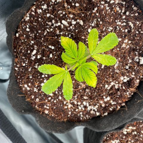 Sluricane  #2 growlog timeline photo