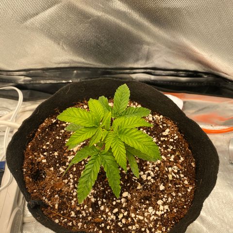 Sluricane  #2 growlog timeline photo