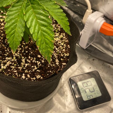 Sluricane  #2 growlog timeline photo