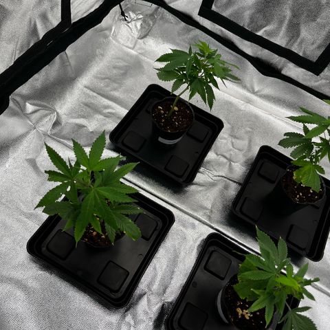 Tangie #2 growlog photo: Led a 20%