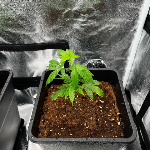 Tangie #2 growlog timeline photo