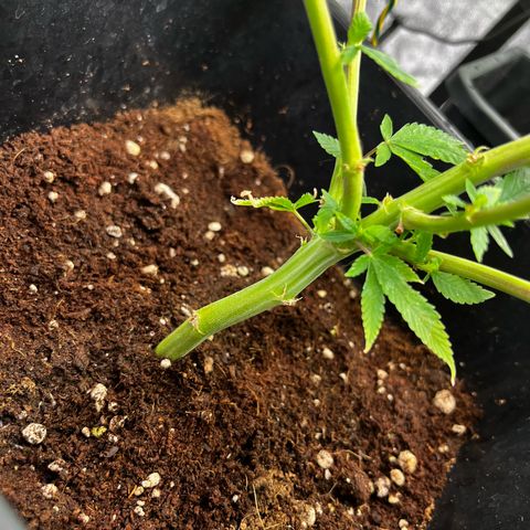 Tangie #4 growlog timeline photo