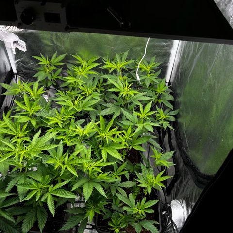 Tangie #4 growlog timeline photo