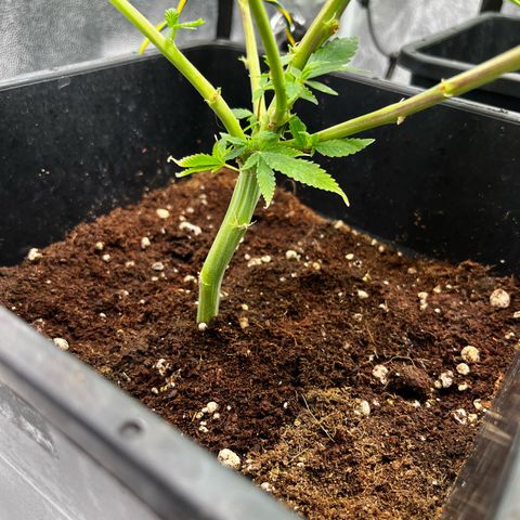 Tangie #4 growlog timeline photo