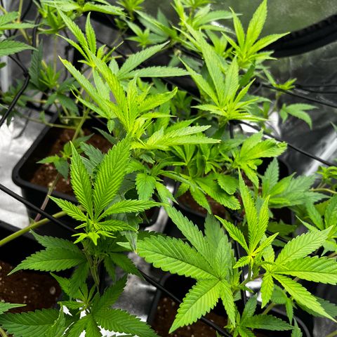 Tangie #4 growlog timeline photo