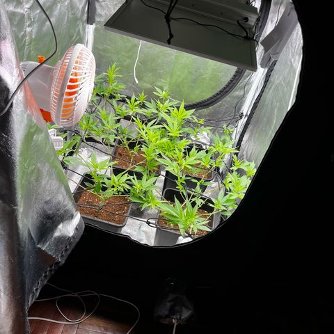 Tangie #4 growlog timeline photo