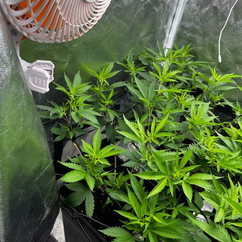 Tangie #4 growlog timeline photo