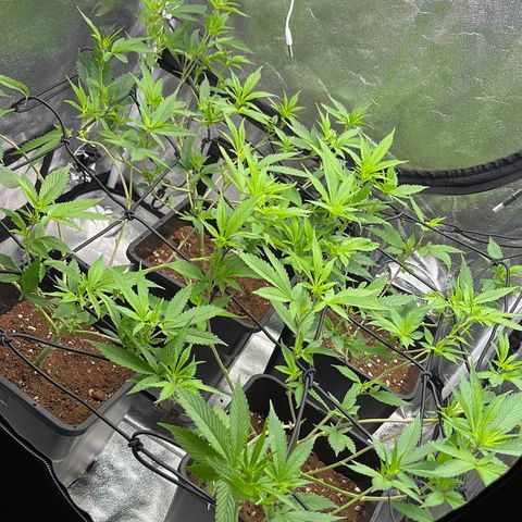 Tangie #4 growlog timeline photo