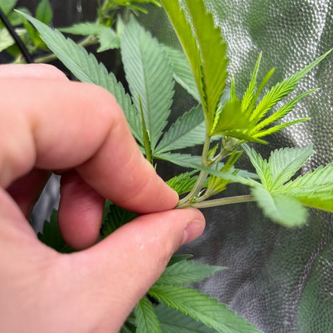 Tangie #4 growlog timeline photo