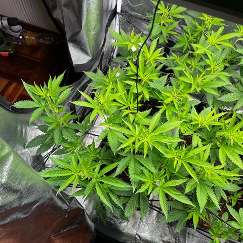 Tangie #4 growlog timeline photo