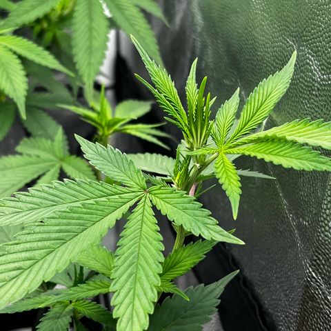 Tangie #4 growlog timeline photo