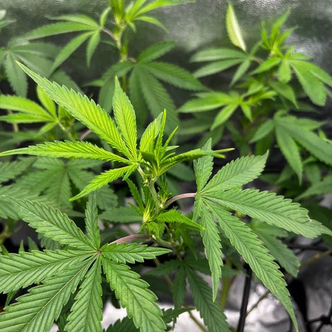 Tangie #4 growlog timeline photo