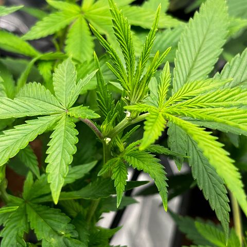 Tangie #4 growlog timeline photo