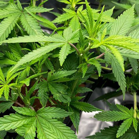 Tangie #4 growlog timeline photo