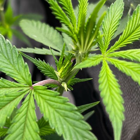 Tangie #4 growlog timeline photo