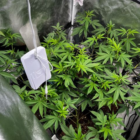 Tangie #4 growlog timeline photo