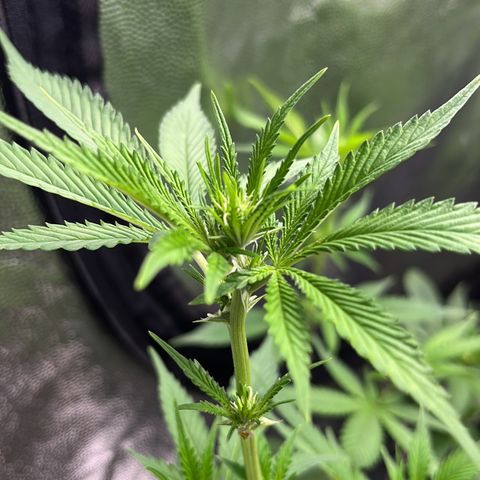 Tangie #4 growlog photo: Poda de bajos
Defoliacion 
Doble red scrog