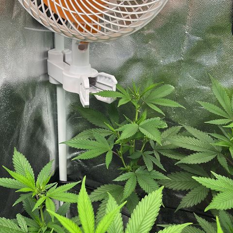Tangie #4 growlog photo: Poda de bajos
Defoliacion 
Doble red scrog