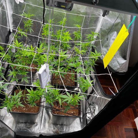 Tangie #4 growlog photo: Poda de bajos
Defoliacion 
Doble red scrog