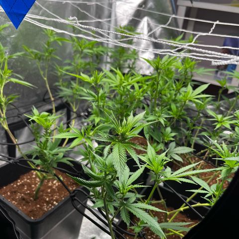Tangie #4 growlog photo: Poda de bajos
Defoliacion 
Doble red scrog