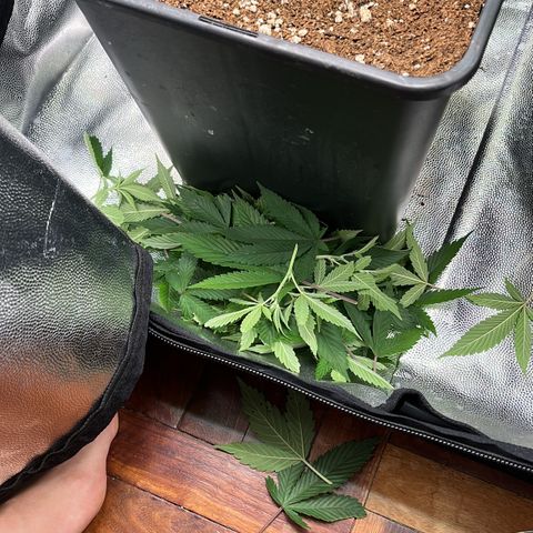 Tangie #4 growlog photo: Poda de bajos
Defoliacion 
Doble red scrog