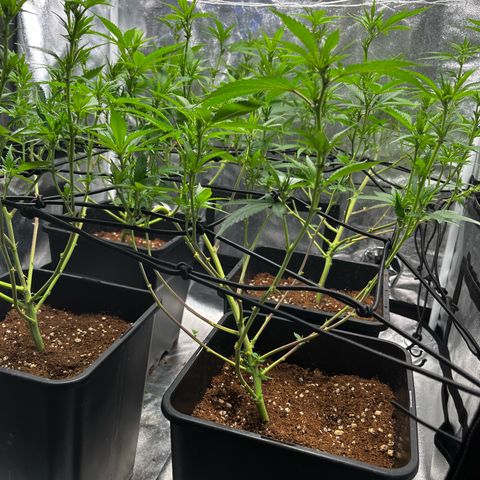 Tangie #4 growlog photo: Poda de bajos
Defoliacion 
Doble red scrog