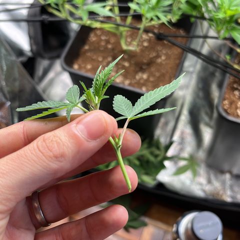 Tangie #4 growlog photo: Poda de bajos
Defoliacion 
Doble red scrog
