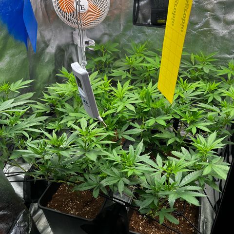 Tangie #4 growlog photo: Poda de bajos
Defoliacion 
Doble red scrog