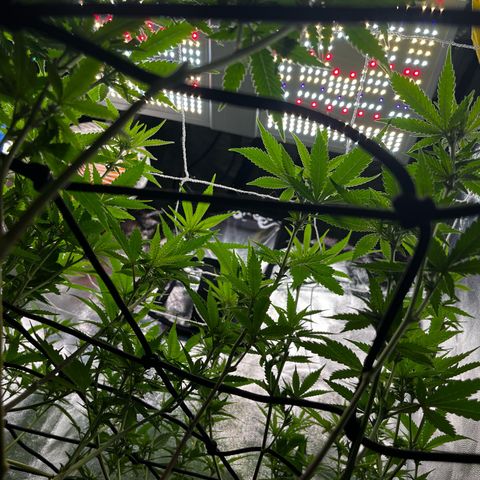 Tangie #4 growlog timeline photo