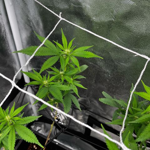 Tangie #4 growlog timeline photo