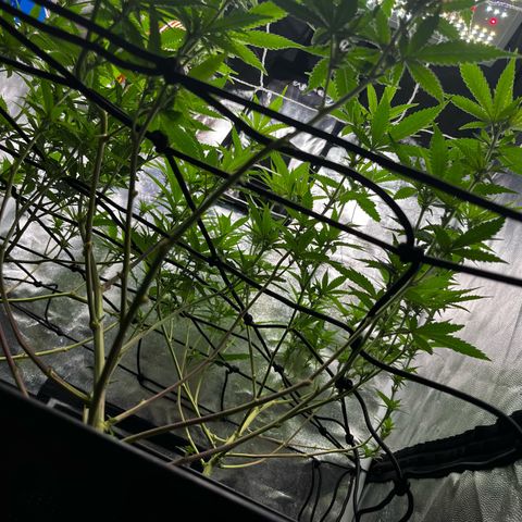 Tangie #4 growlog timeline photo