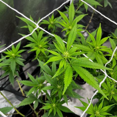 Tangie #4 growlog timeline photo