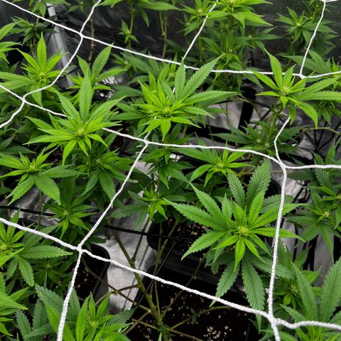 Tangie #4 growlog timeline photo