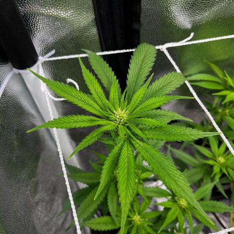 Tangie #4 growlog timeline photo