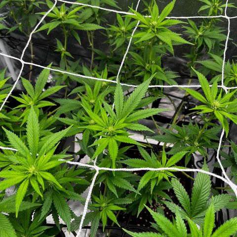 Tangie #4 growlog timeline photo