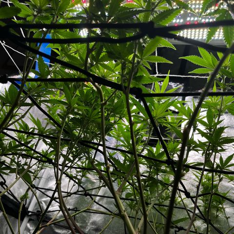 Tangie #4 growlog timeline photo