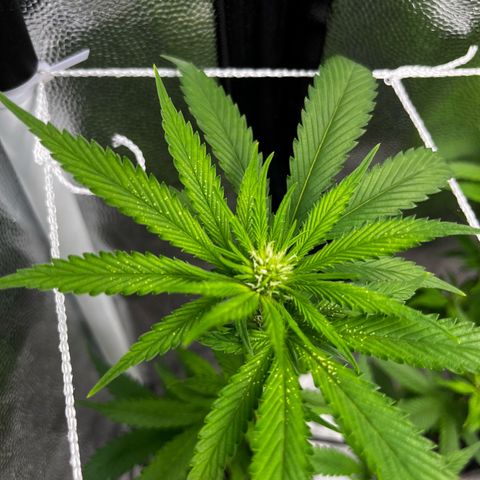 Tangie #4 growlog timeline photo