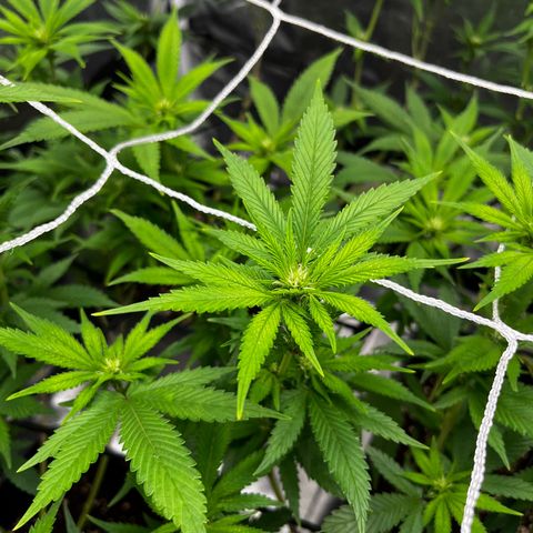 Tangie #4 growlog timeline photo