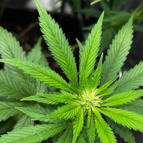 Tangie #4 growlog photo: Se recuperan las hojas, no salen nuevos puntitos 