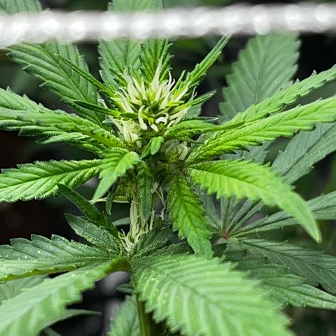 Tangie #4 growlog photo: Se recuperan las hojas, no salen nuevos puntitos 