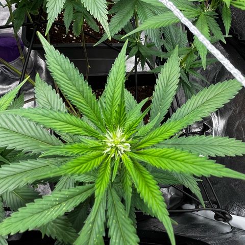 Tangie #4 growlog photo: Se recuperan las hojas, no salen nuevos puntitos 