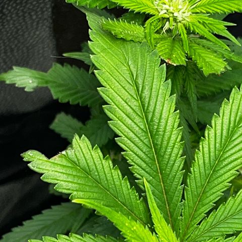 Tangie #4 growlog photo: Se recuperan las hojas, no salen nuevos puntitos 