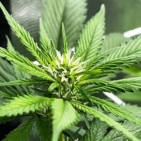 Tangie #4 growlog photo: Se recuperan las hojas, no salen nuevos puntitos 